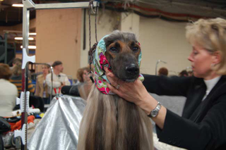 Illustration for article titled Wrapping Up The 2008 Westminster Dog Show